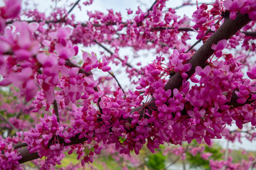 pink fuchsia spring tree flower blossoms close ups