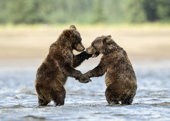 Alaska Brown Bear