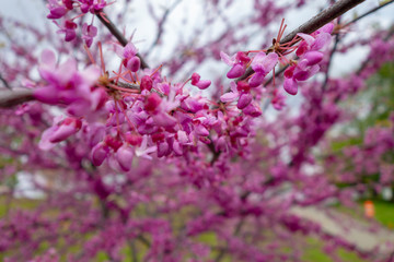 pink fuchsia spring tree flower blossoms close ups