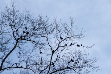 spring day in the park, buding trees with birds on limbs