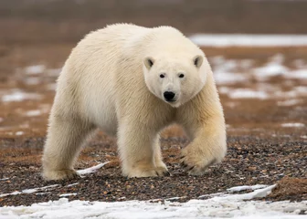 Selbstklebende Fototapeten Polar Bear © Tom