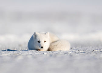 Arctic Fox (vulpes lagopus)