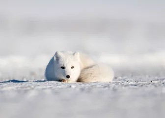 Poster Arctic Fox (vulpes lagopus)