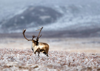 Caribou © Tom