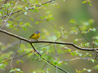 Nashville Warbler Singing in Spring