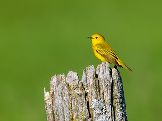 Yellow Warbler Perched on Fence Post on Green Background in Spring
