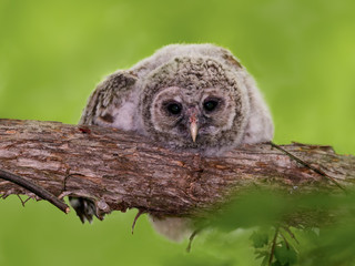 Barred Owl ( Owlet ) Closeup Portrait on Green Background  in Spring
