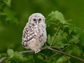 Barred Owl ( Owlet ) Closeup Portrait on Green Background  in Spring