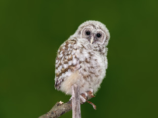Barred Owl ( Owlet ) Closeup Portrait on Green Background  in Spring