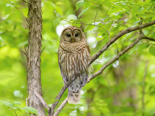 Barred Owl Perched in Tree in Spring, Portrait