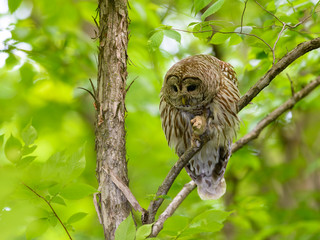 Barred Owl Perched in Tree in Spring, Portrait