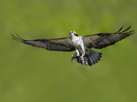 Male Osprey Brings Fish to Nest on Green Background