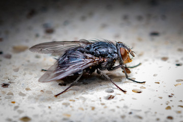 fly on a background