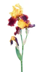 Tuinposter Variegata (geel en bordeaux) iris bloemen met lange stengel en groen blad geïsoleerd op een witte achtergrond. Cultivar met gele standaards en bordeauxrode watervallen van Tall Bearded (TB) iris-tuingroep © kazakovmaksim