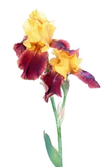Foto op Plexiglas Variegata (yellow and burgundy) iris flowers with long stem and green leaf isolated on white background. Cultivar with yellow standards and burgundy falls from Tall Bearded (TB) iris garden group © kazakovmaksim