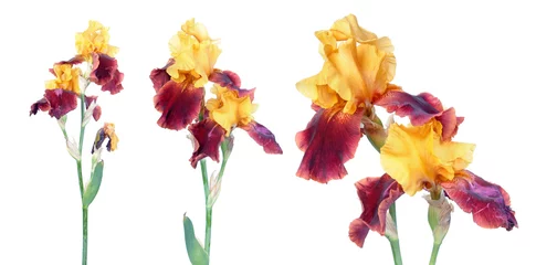 Poster Variegata (yellow and burgundy) iris flowers isolated on white background. Cultivar with yellow standards and burgundy falls from Tall Bearded (TB) iris garden group © kazakovmaksim