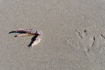 Crab Claw with Seagull Footprint in the Sand