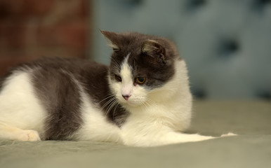 white with gray young  cat