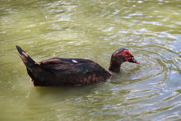 Fototapeta premium pato de color negro sabana cundiboyacense