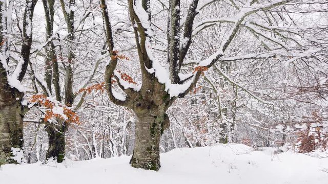 Hayedo Trasmocho, Beech forest, Gorbeia Natural Park, Alava, Basque Country, Spain, Europe