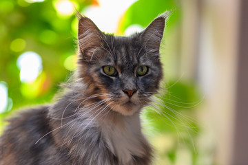 Closed up of domestic adorable black grey Maine Coon kitten, young peaceful cat in sunshine day