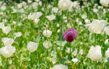 Opium poppies with white flowers growing in Afyonkarahisar, Turkey.