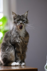 Closed up of domestic adorable black grey Maine Coon kitten, young peaceful cat in sunshine day