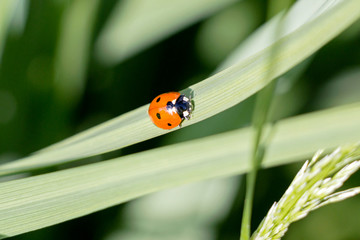 close up of a ladybug on green leaf in nature