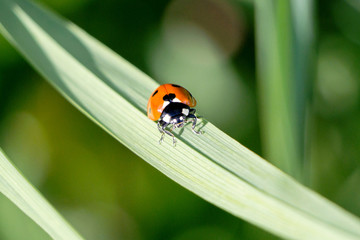 close up of a ladybug on green leaf in nature