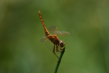Broad Scarlet Dragonfly (Crocothemis erythraea) Perched Tail Up Looking, Limpopo, South Africa