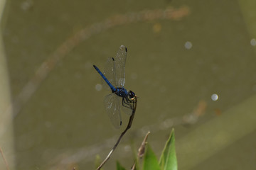 Navy Dropwing Dragonfly (Trithemis furva) Perched Tail Up, Limpopo, South Africa
