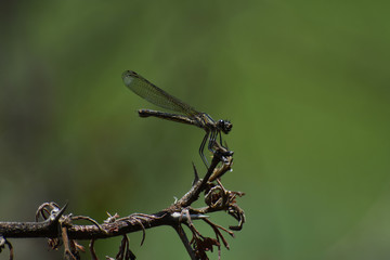 Female Ruby Jewel Damselfly (Chlorocypha consueta) On Thorn Branch, Limpopo, South Africa