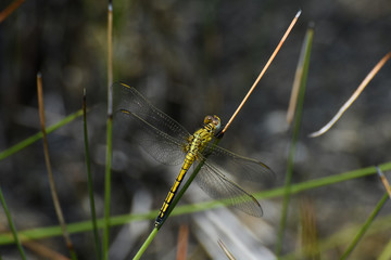 Female Abbott's Skimmer Dragonfly (Orthetrum abbotti) In Grassland, Limpopo, South Africa