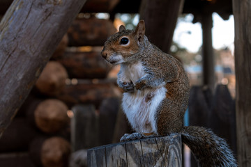 A cute squirrel standing on a wooden fence post with a frontier background