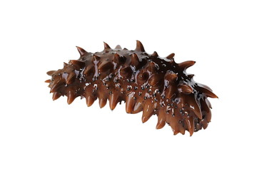 Sea cucumber trepang Stichopus japonicus isolated on white background