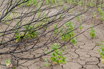 Dry tree branches on dried cracked earth.