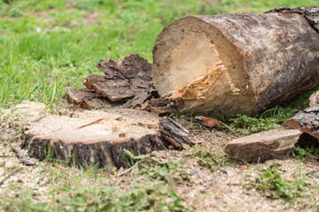 Cutting down trees. Sawn logs lying on the grass. Cleaning the park from old, sick trees.