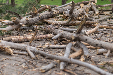 Cutting down trees. Sawn logs lying on the grass. Cleaning the park from old, sick trees.