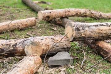 Cutting down trees. Sawn logs lying on the grass. Cleaning the park from old, sick trees.
