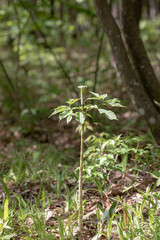 マムシグサ　有毒植物