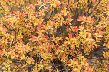 Shrub, plant with young red-yellow leaves close-up.