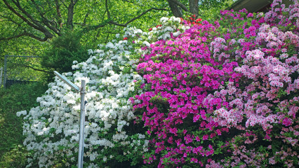 圧巻！華麗な花をつけるツツジ！