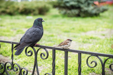 Pigeon and sparrow sitting on a metal fence.