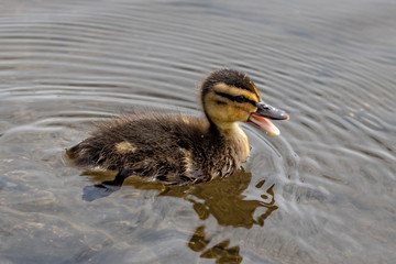 duck in water