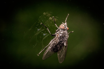 fly