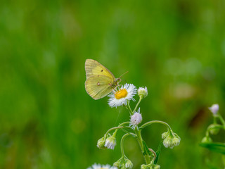 yellow butterfly on flower