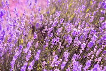 Obraz premium Field of blooming lavender flowers. Natural background