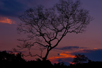 Silhouette tree at sunset
