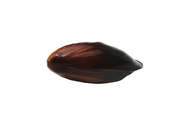 Alive mussel Mytilus trossulus closeup isolated on white background. Delicious seafood mollusc