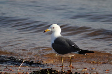 Seagull standing on coastline near the water closeup